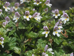 Euphrasia hirtella