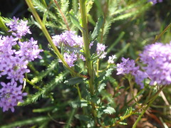 Pseudoselago verbenacea