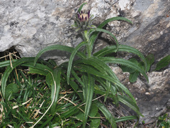 Saussurea pygmaea