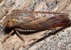 Folicana