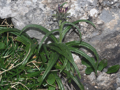 Saussurea pygmaea