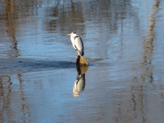 Ardea cinerea