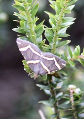 Chrysolarentia oxygona