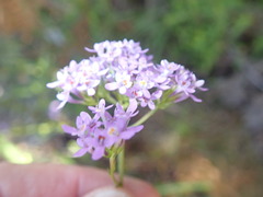 Pseudoselago verbenacea
