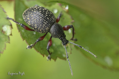 Otiorhynchus coecus