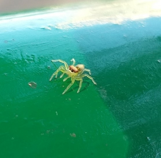 Epocilla calcarata
