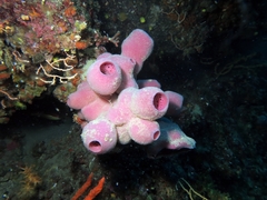 Haliclona mediterranea