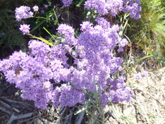 Pseudoselago verbenacea