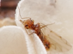 Ectopsocidae
