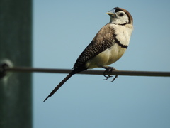 Stizoptera bichenovii