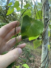 Echinostephia aculeata
