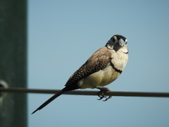 Stizoptera bichenovii