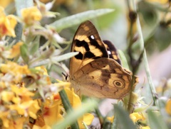 Heteronympha solandri