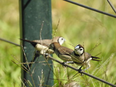 Stizoptera bichenovii