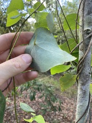 Echinostephia aculeata