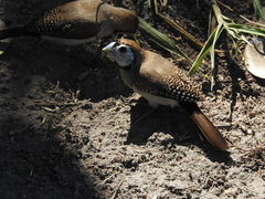 Stizoptera bichenovii