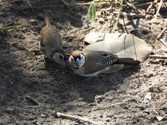 Stizoptera bichenovii