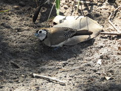 Stizoptera bichenovii