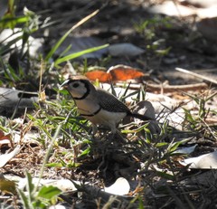 Stizoptera bichenovii