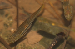 Rasbora daniconius