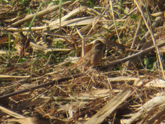 Emberiza cioides