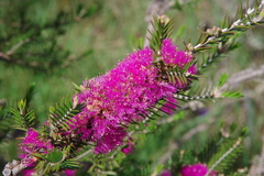 Melaleuca wilsonii