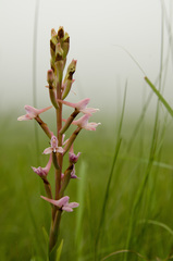Disa patula