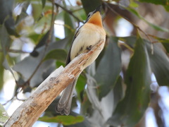 Myiagra ruficollis