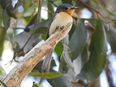 Myiagra ruficollis