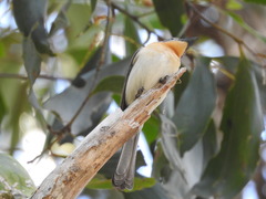 Myiagra ruficollis