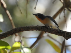 Myiagra ruficollis
