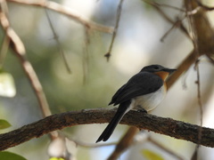 Myiagra ruficollis