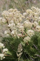 Aciphylla glacialis