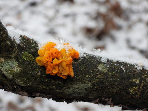 Raukšlinis žiūrytis