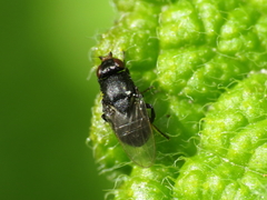 Siphonella oscinina