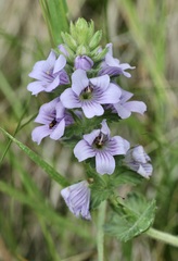 Euphrasia lasianthera