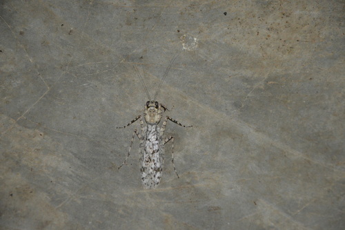 Liturgusidae image