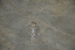 Image of Theopompella heterochroa