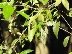 Blepharotes splendidissimus