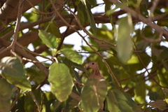 Streptopelia senegalensis