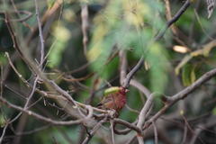 Lagonosticta senegala