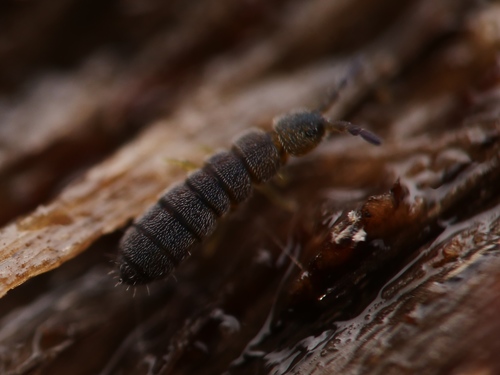 Vertagopus arboreus