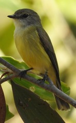 Microeca flavigaster