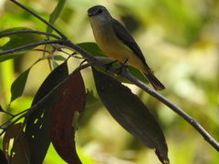 Microeca flavigaster