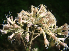 Eupatorium altissimum