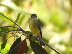 Microeca flavigaster