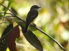 Microeca flavigaster