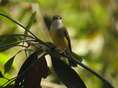 Microeca flavigaster