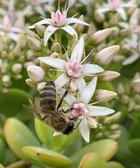 Apis mellifera