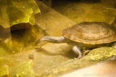 Chelodina mccordi
